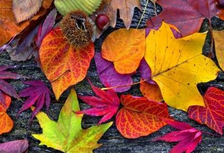 Őszi szüneti programok