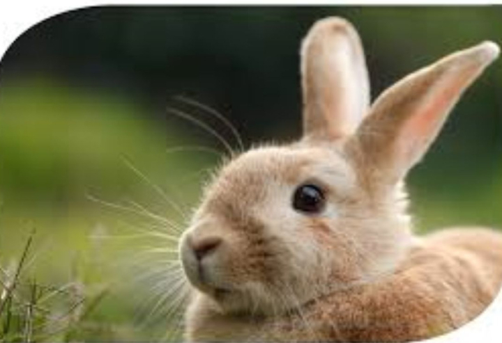 2026. 14. heti Nyereményjáték - Nyúl 1.