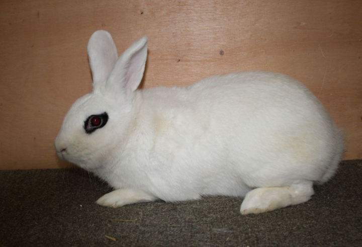 2026. 14. heti Nyereményjáték - Nyúl 2.