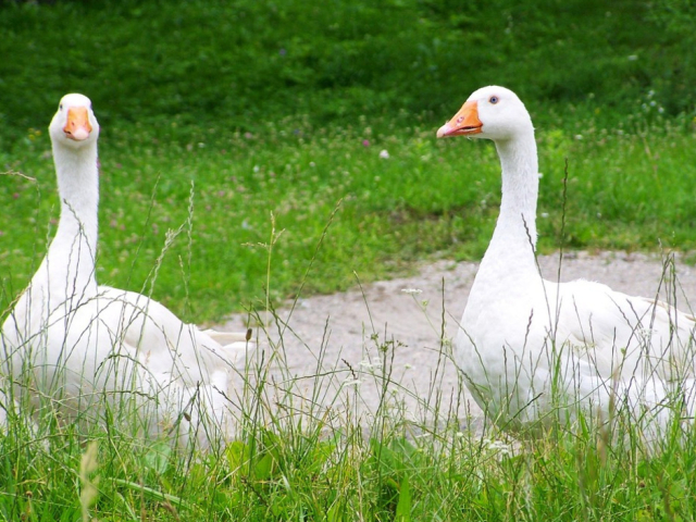 Szent Mártoni napi  lámpás felvonulás